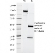 SDS-PAGE analysis of purified, BSA-free Lewis y antibody (clone A70-A/A9) as confirmation of integrity and purity.