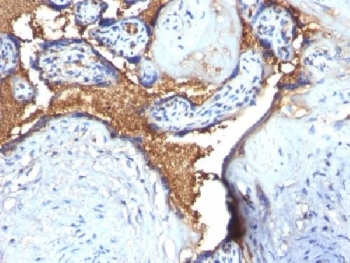 IHC testing of FFPE human placenta with Glycophorin A antibody. Required HIER: boil tissue sections in pH 9 10mM Tris with 1mM EDTA for 10-20 min.~