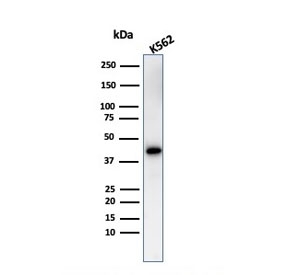 Western blot testing of human K562 cell lysate with Glycophorin A antibody. Expected mole