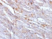 IHC testing of FFPE mouse heart with Cadherin 2 antibody (clone CDH2/1573). Required HIER: boil tissue sections in 10mM Tis with1mM EDTA, pH 9, for 10-20 min.