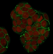 Immunofluorescent staining of human MCF7 cells with E-Cadherin antibody (clone SPM381, green) and Reddot nuclear stain (red).