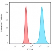 Flow cytometry testing of permeabilized human HeLa cells with Histone H1 antibody; Red=isotype control, Blue= Histone H1 antibody.