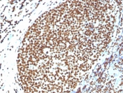 IHC testing of FFPE human tonsil and Histone H1 antibody. HIER: boil tissue sections in pH 9 10mM Tris with 1mM EDTA for 20 min and allow to cool before testing.