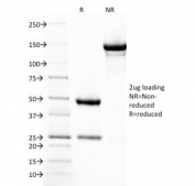 SDS-PAGE Analysis of Purified, BSA-Free Thrombomodulin Antibody (clone THBD/1782). Confirmation of Integrity and Purity of the Antibody.