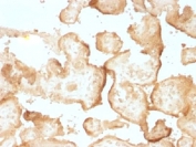 IHC testing of FFPE human placenta with EGF Receptor antibody (clone GFR/1708). Required HIER: boiling tissue sections in 10mM citrate buffer, pH 6, for 10-20 min.