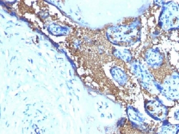 IHC testing of FFPE human placenta with Glycophorin A antibody (clone JC 159). Required HIER: boil tissue sections in pH 9 10mM Tris with 1mM EDTA for 10-20 min.~
