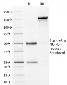 SDS-PAGE Analysis of Purified, BSA-Free Filaggrin Antibody (clone FLG/1561). Confi