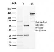 SDS-PAGE analysis of purified, BSA-free DOG 1 antibody (clone DG1/1484) as confirmation of integrity and purity.