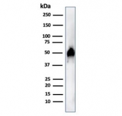 Western blot testing of human HeLa cell lysate with FOXA1 antibody (clone FOXA1/1515). Predicted molecular weight: ~49 kDa.