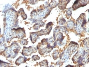 IHC testing of FFPE human placenta with Galectin 13 antibody (clone PP13/1164). Required HIER: boil tissue sections in 10mM Tris with 1mM EDTA, pH 9 or 10mM Citrate buffer, pH 6, for 10-20.
