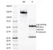 SDS-PAGE Analysis of Purified, BSA-Free LGALS13 Antibody (clone PP13/1165). Confirmation of Integrity and Purity of the Antibody.