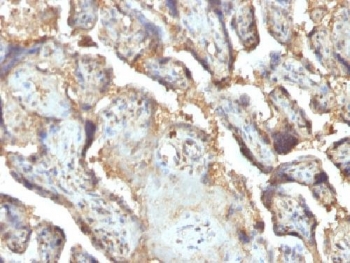 IHC testing of FFPE human placenta with LGALS13 antibody (clone PP13/1165). Required HIER: boil tissue sections in 10mM Tris with 1mM EDTA, pH 9 or 10mM Citrate buffer, pH 6, for 10-20.~