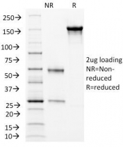 SDS-PAGE Analysis of Purified, BSA-Free CD105 Antibody (clone ENG/1326). Confirmation of Integrity and Purity of the Antibody.