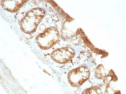 IHC testing of FFPE rat colon with Moesin antibody (clone MSN/491). Required HIER: boil tissue sections in 10mM citrate buffer, pH 6, for 10-20 min.