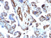 IHC testing of FFPE human placenta with Moesin antibody (clone MSN/491). Required HIER: boil tissue sections in 10mM citrate buffer, pH 6, for 10-20 min.