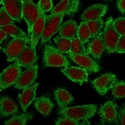 Immunofluorescent staining of PFA-fixed human HeLa cells with Moesin antibody (clone MSN/491, green) and Reddot nuclear stain (red).