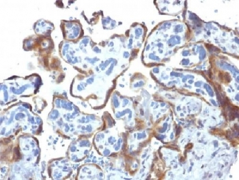 IHC testing of FFPE human placenta with TIMP-2 antibody (clone 3A4). Required HIER: requires boil tissue sections in 10mM citrate buffer, pH 6, for 10-20 min followed by cooling at RT for 20 min.~