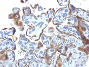 IHC testing of FFPE human placenta with TIMP-2 antibody (clone 3A4). Required HIER: requires boil tissue sections in 10mM citrate buffer, pH 6, for 10-20 min followed by cooling at RT for 20 min.
