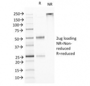 SDS-PAGE Analysis of Purified, BSA-Free TL1A Antibody (clone VEGI/1283). Confirmation of Integrity and Purity of the Antibody.