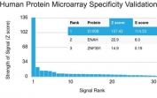 Analysis of HuProt(TM) microarray containing more than 19,000 full-length human proteins using recombinant S100B antibody (clone S100B/1706R). These results demonstrate the foremost specificity of the S100B/1706R mAb. Z- and S- score: The Z-score represents the strength of a signal that an antibody (in combination with a fluorescently-tagged anti-IgG secondary Ab) produces when binding to a particular protein on the HuProt(TM) array. Z-scores are described in units of standard deviations (SD's) above the mean value of all signals generated on that array. If the targets on the HuProt(TM) are arranged in descending order of the Z-score, the S-score is the difference (also in units of SD's) between the Z-scores. The S-score therefore represents the relative target specificity of an Ab to its intended target.