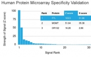 Analysis of HuProt(TM) microarray containing more than 19,000 full-length human proteins using Ferritin Light Chain antibody (clone FTL/1386). These results demonstrate the foremost specificity of the FTL/1386 mAb. Z- and S- score: The Z-score represents the strength of a signal that an antibody (in combination with a fluorescently-tagged anti-IgG secondary Ab) produces when binding to a particular protein on the HuProt(TM) array. Z-scores are described in units of standard deviations (SD's) above the mean value of all signals generated on that array. If the targets on the HuProt(TM) are arranged in descending order of the Z-score, the S-score is the difference (also in units of SD's) between the Z-scores. The S-score therefore represents the relative target specificity of an Ab to its intended target.