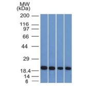 Western blot testing of human 1) A431, 2) HeLa, 3) liver and 4) testis lysate with Ferritin Light Chain antibody (clone FTL/1386). Predicted molecular weight: ~20 kDa.