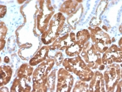 IHC staining of FFPE human kidney with biotin-conjugated FTL antibody (clone FTL/1386). HIER: boil tissue sections in pH 9 10mM Tris with 1mM EDTA for 10-20 min and allow to cool before testing.