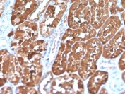 IHC staining of FFPE human kidney with biotin-conjugated FTL antibody (clone FTL/1386). HIER: boil tissue sections in pH 9 10mM Tris with 1mM EDTA for 10-20 min and allow to cool before testing.