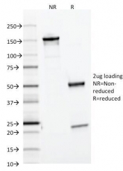 SDS-PAGE analysis of purified, BSA-free FTL antibody (clone FTL/1386) as confirmation of integrity and purity.