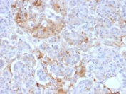 IHC testing of FFPE human pancreas with Ferritin Light Chain antibody (clone FTL/1388). Required HIER: boil tissue sections in 10mM citrate buffer, pH 6, for 10-20 min.
