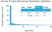 Analysis of HuProt(TM) microarray containing more than 19,000 full-length human proteins using Ferritin Light Chain antibody. These results demonstrate the foremost specificity of the FTL/1389 mAb. Z- and S- score: The Z-score represents the strength of a signal that an antibody (in combination with a fluorescently-tagged anti-IgG secondary Ab) produces when binding to a particular protein on the HuProt(TM) array. Z-scores are described in units of standard deviations (SD's) above the mean value of all signals generated on that array. If the targets on the HuProt(TM) are arranged in descending order of the Z-score, the S-score is the difference (also in units of SD's) between the Z-scores. The S-score therefore represents the relative target specificity of an Ab to its intended target.