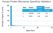 Analysis of HuProt(TM) microarray containing more than 19,000 full-length human proteins using EpCAM antibody (clone EGP40/1384). These results demonstrate the foremost specificity of the EGP40/1384 mAb. Z- and S- score: The Z-score represents the strength of a signal that an antibody (in combination with a fluorescently-tagged anti-IgG secondary Ab) produces when binding to a particular protein on the HuProt(TM) array. Z-scores are described in units of standard deviations (SD's) above the mean value of all signals generated on that array. If the targets on the HuProt(TM) are arranged in descending order of the Z-score, the S-score is the difference (also in units of SD's) between the Z-scores. The S-score therefore represents the relative target specificity of an Ab to its intended target.