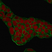 Immunofluorescent staining of human MCF-7 cells with EpCAM antibody (green, clone EGP40/1384) and Reddot nuclear stain (red).