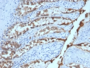 IHC testing of FFPE dog colon and EpCAM antibody (clone EGP40/1384). HIER: steam sections in pH9 EDTA for 10-20 min.