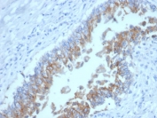 IHC testing of FFPE dog bladder and EpCAM antibody (clone EGP40/1384). HIER: steam sections in pH9 EDTA for 10-20 min.