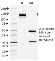 SDS-PAGE Analysis of Purified, BSA-Free MCM7 Antibody (clone MCM7/1466). Confirmation of Integrity and Purity of the Antibody.
