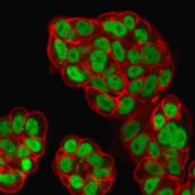 Immunofluorescent staining of PFA-fixed human MCF7 cells with FOXA1 antibody (clone FOXA1/1519, green) and Phalloiden (red).
