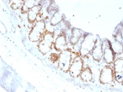 IHC testing of FFPE rat colon with FOXA1 antibody (clone FOXA1/1519). HIER: boil sections in 10mM Tris with 1mM EDTA, pH9, for 10-20 min.