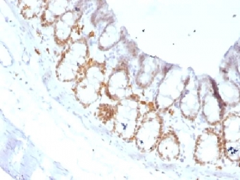 IHC testing of FFPE rat colon with FOXA1 antibody (clone FOXA1/1519). HIER: boil sections in 10mM Tris with 1mM EDTA, pH9, for 10-20 min.