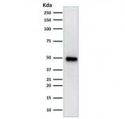Western blot testing of human HeLa cell lysate with FOXA1 antibody (clone FOXA1/1519). Predicted molecular weight: ~49 kDa.