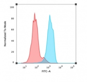 FACS testing of PFA-fixed human MCF-7 cells with FOXA1 antibody (clone FOXA1/1519); Red=isotype control, Blue= FOXA1 antibody.