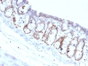 IHC testing of FFPE rat colon with FOXA1 antibody (clone FOXA1/1518). HIER: boil sections in 10mM Tris with 1mM EDTA, pH9, for 10-20 min.