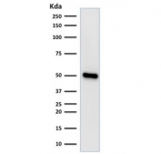 Western blot testing of human HeLa cell lysate with FOXA1 antibody (clone FOXA1/1518). Predicted molecular weight: ~49 kDa.