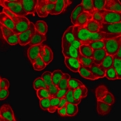 Immunofluorescent staining of PFA-fixed human MCF7 cells with FOXA1 antibody (clone FOXA1/1518, green) and Phalloiden (red).