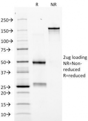 SDS-PAGE Analysis of Purified, BSA-Free EPO Antibody (clone EPO/1368). Confirmation of Integrity and Purity of the Antibody.
