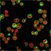 IF/ICC staining of human Raji cells with HLA-DP/DQ/DR antibody (green) and Reddot nuclear stain (red). 