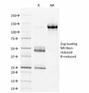 SDS-PAGE analysis of purified, BSA-free HLA-DP/DQ/DR antibody (clone CR3/43) as confirmation of integrity and purity.