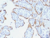 IHC testing of FFPE human placenta with TIMP2 antibody (clone SPM356). Required HIER: requires boil tissue sections in pH 9 10mM Tris with 1mM EDTA for 10-20 min followed by cooling at RT for 20 min.
