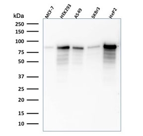 Western blot testing of human samples with MCM7 antibody (clone SPM379). Expected molecular weight: 80~90 kDa.~