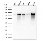 Western blot testing of human samples with MCM7 antibody (clone SPM379). Expected molecular weight: 80~90 kDa.